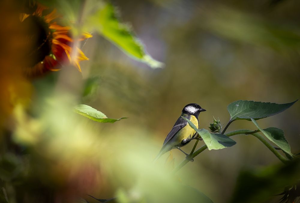 Photograph by Katja Sen