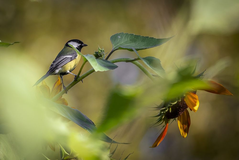 Photograph by Katja Sen