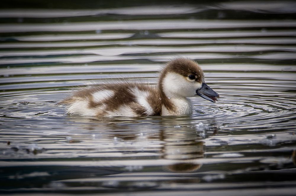 Photograph by Katja Sen