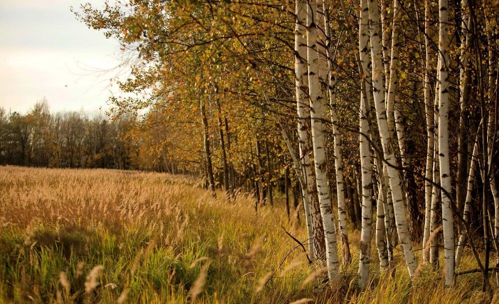 Фотография автора Илья К