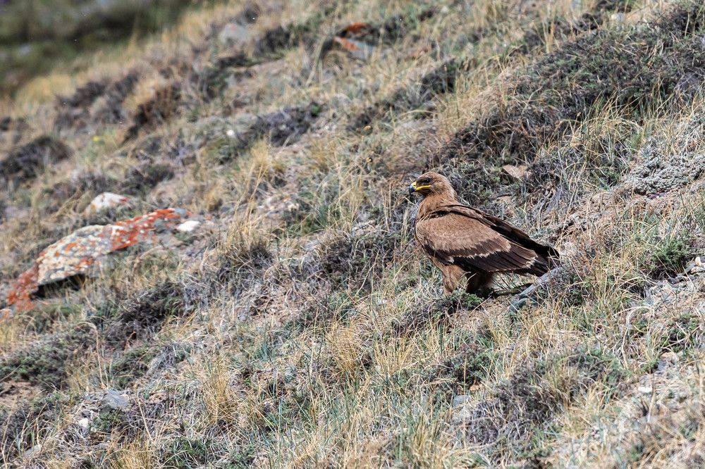 Степной орёл