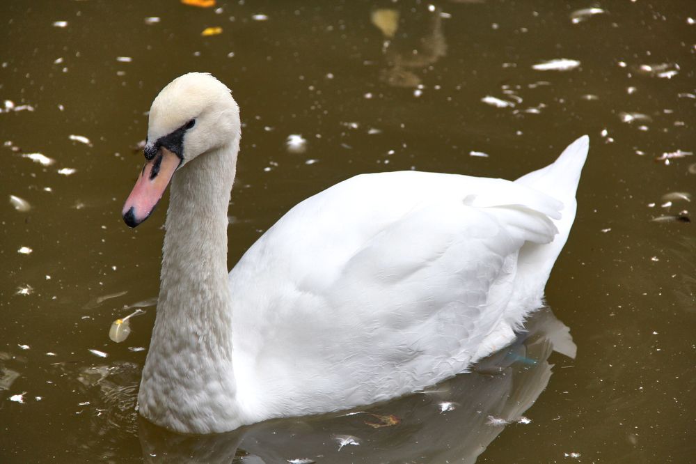Фотография автора Наталия Мащенко