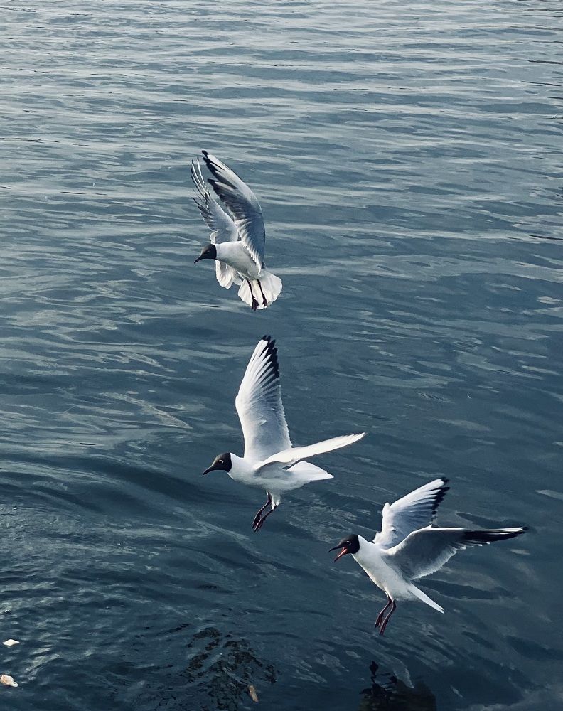 Photograph by Ксения Гулькова