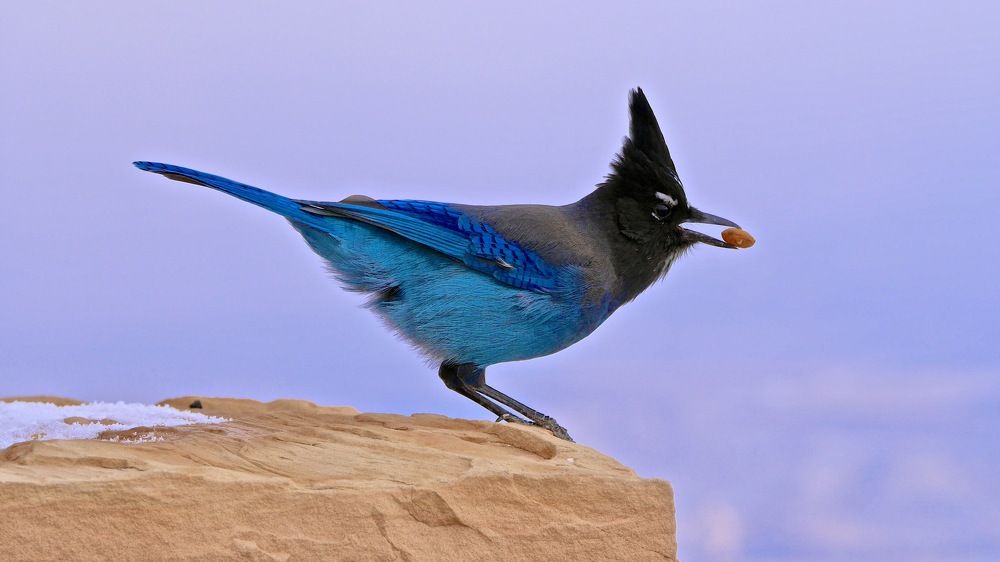 Сойка Стеллера