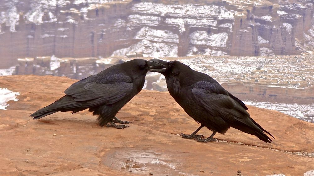 Courtship of the Ravens