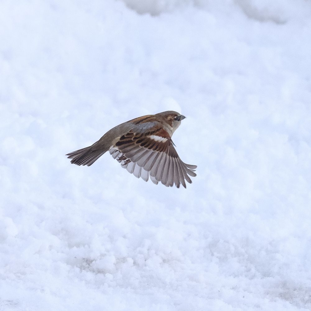 Фотография автора Александр Высоцкий