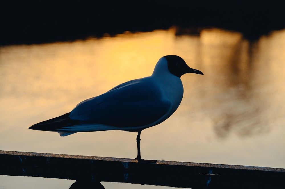 Photograph by Елена Аверина