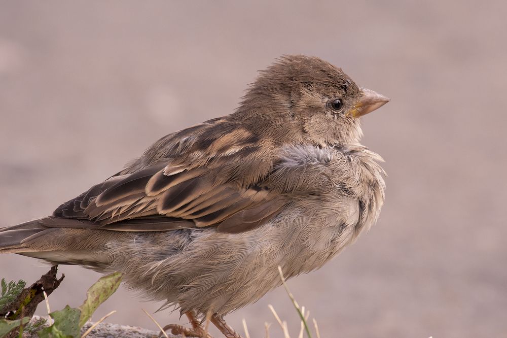 Photograph by Бурикова Екатерина