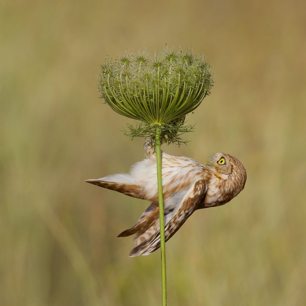 Фотография автора David Manusevich