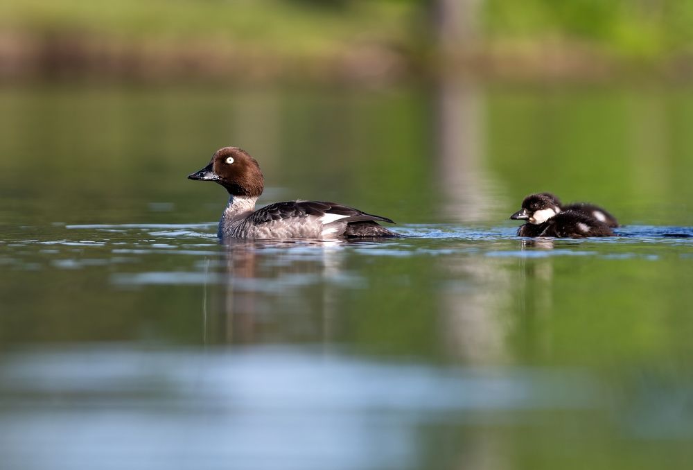 Photograph by Криволуцкий Вячеслав