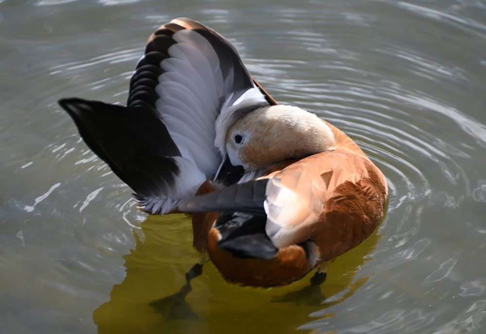 Photograph by Ольга Пумочка-13