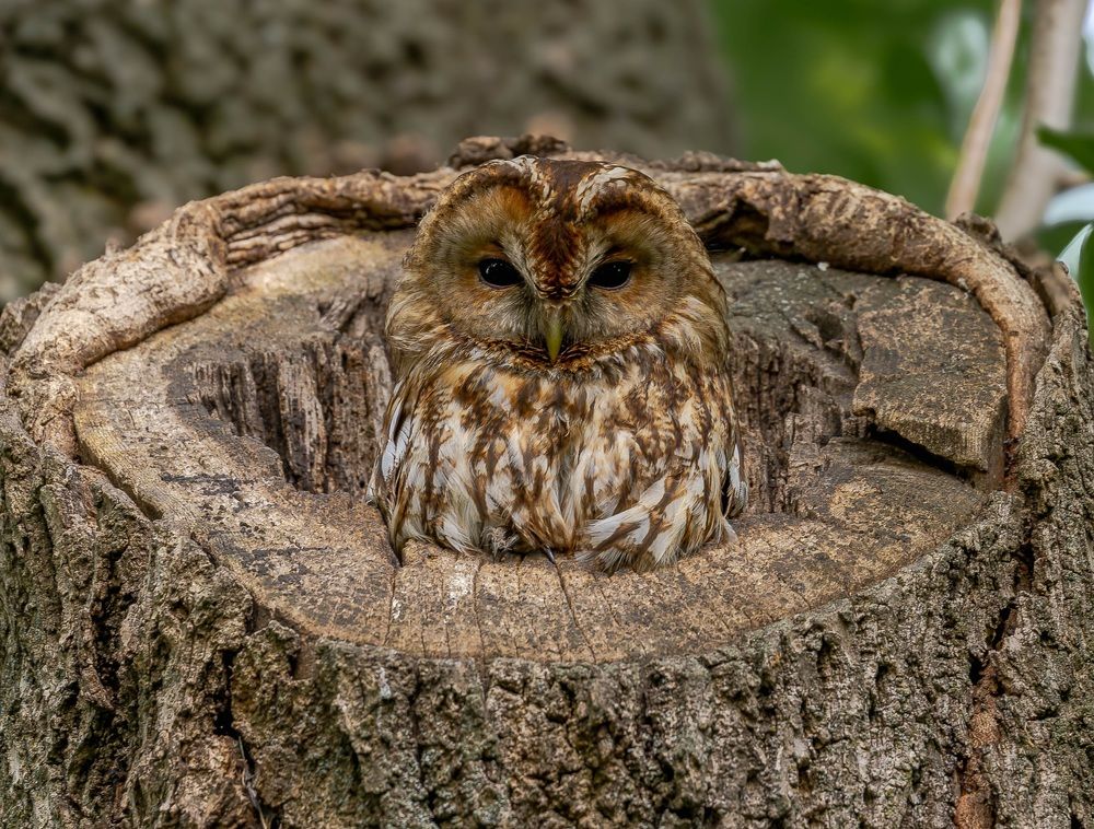 Photograph by George Alexandru Ghiuro