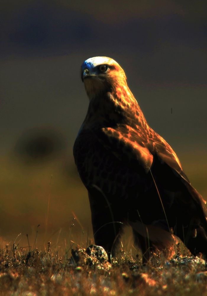 Photograph by Batsaikhan Badamdorj