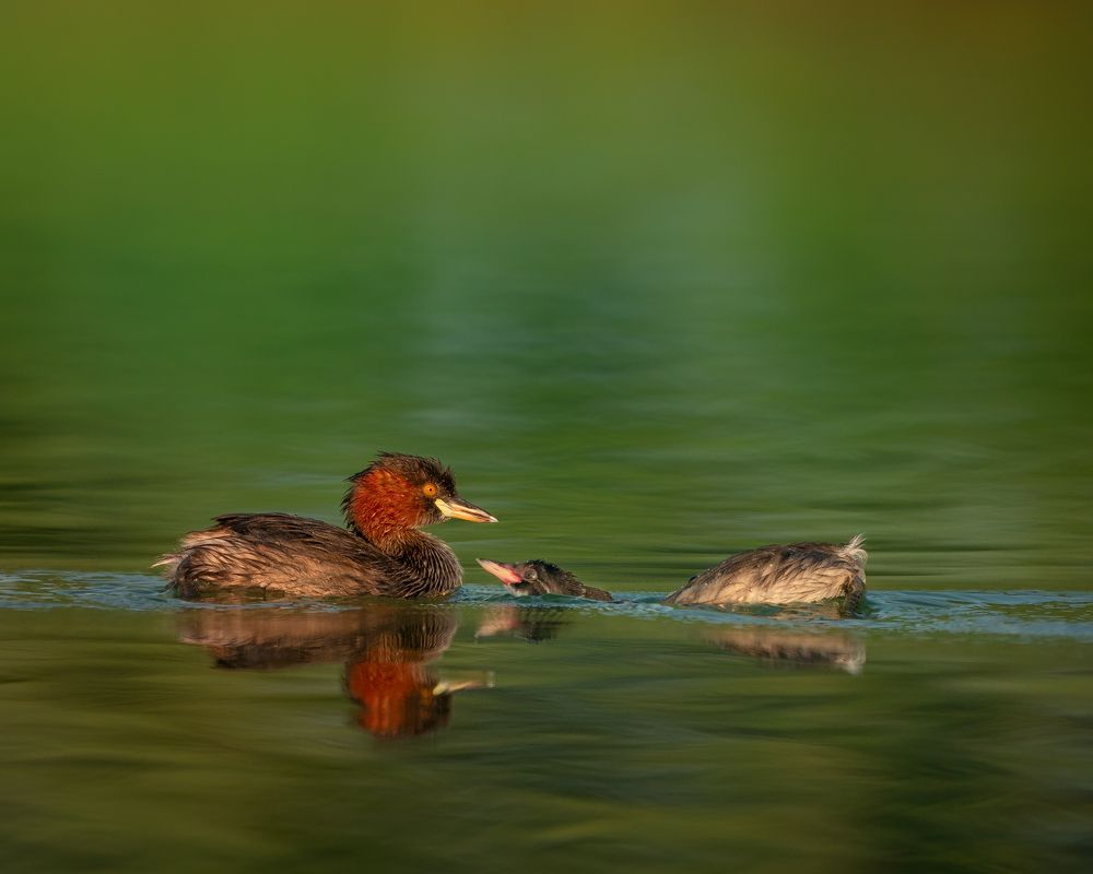 Фотография автора Sibin Nelson