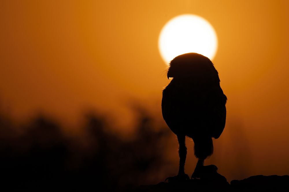 Фотография автора Sibin Nelson