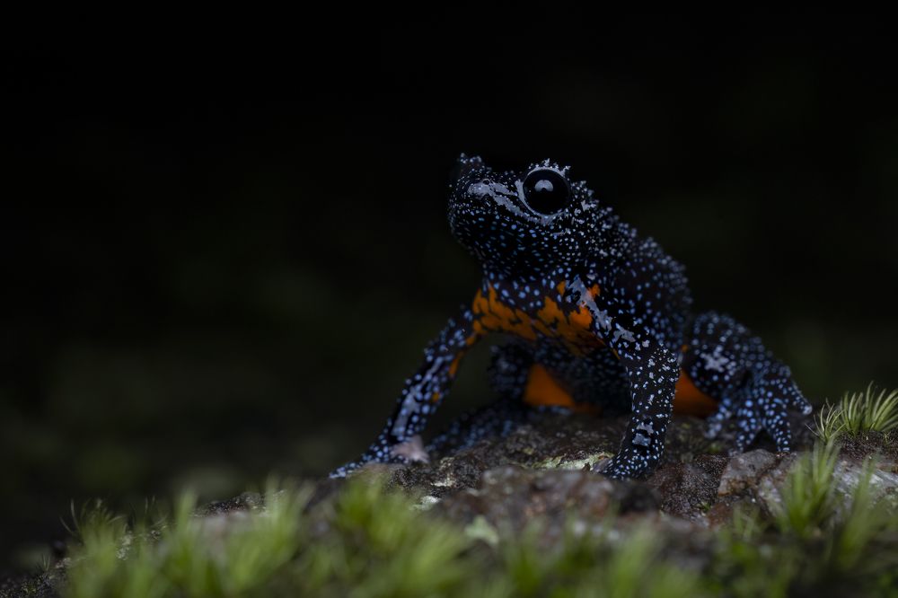 Фотография автора Sibin Nelson