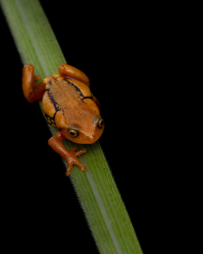 Фотография автора Sibin Nelson