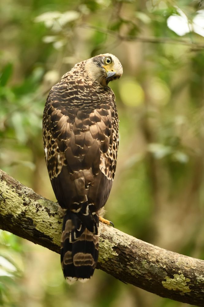 Фотография автора Lasith Fernando