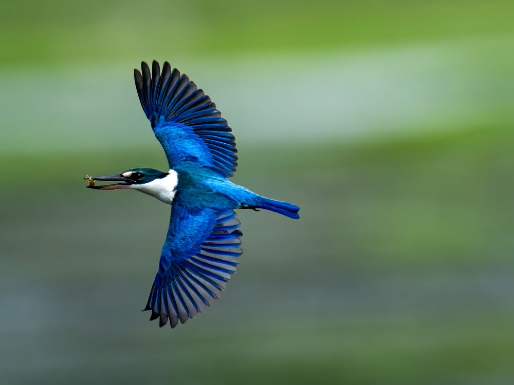 Little Crab in flight