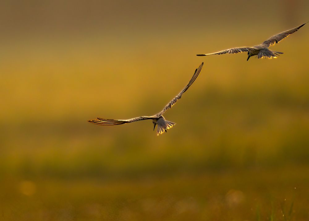 Whiskered Tern in golden hours