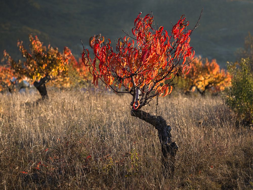 Photograph by Dar Veter