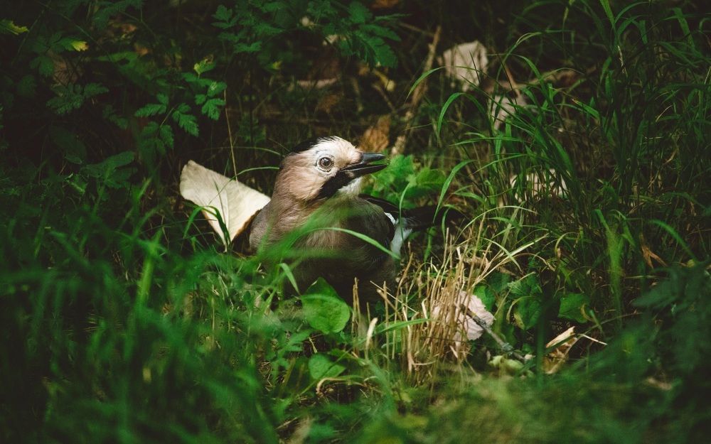 Photograph by Галчонок Ахмерова