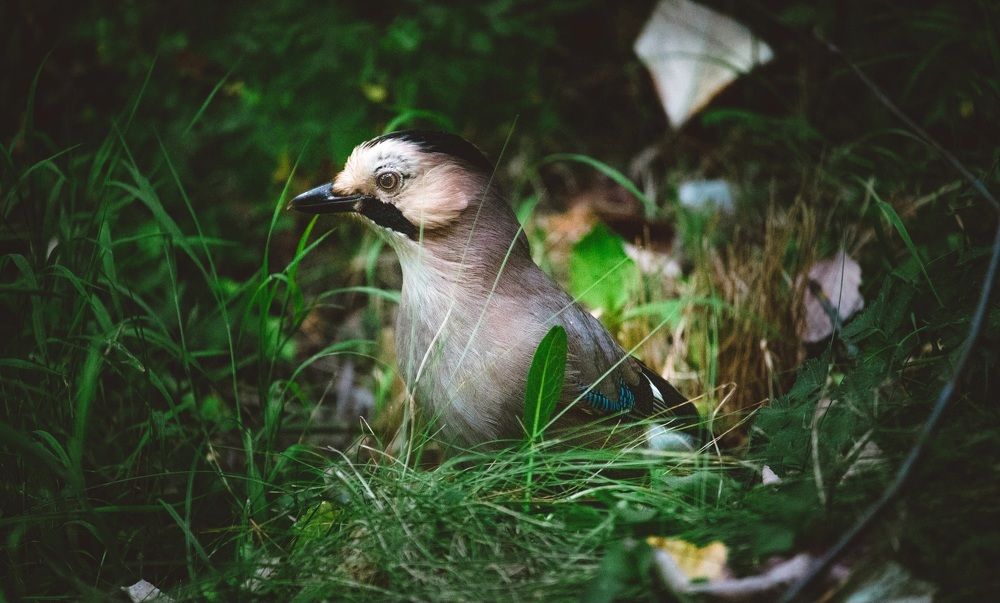Photograph by Галчонок Ахмерова