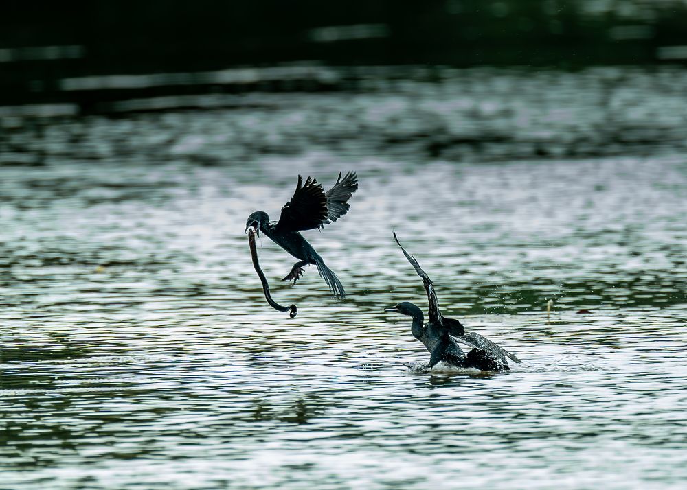 Cormorants in Action