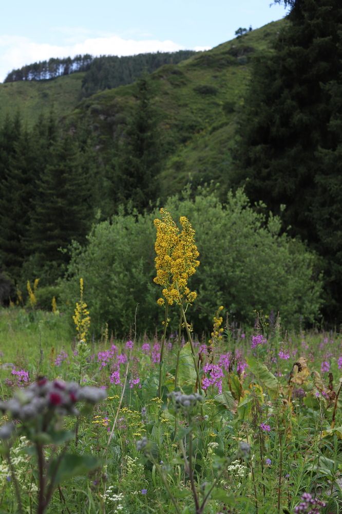 Photograph by Екатерина Журавлева