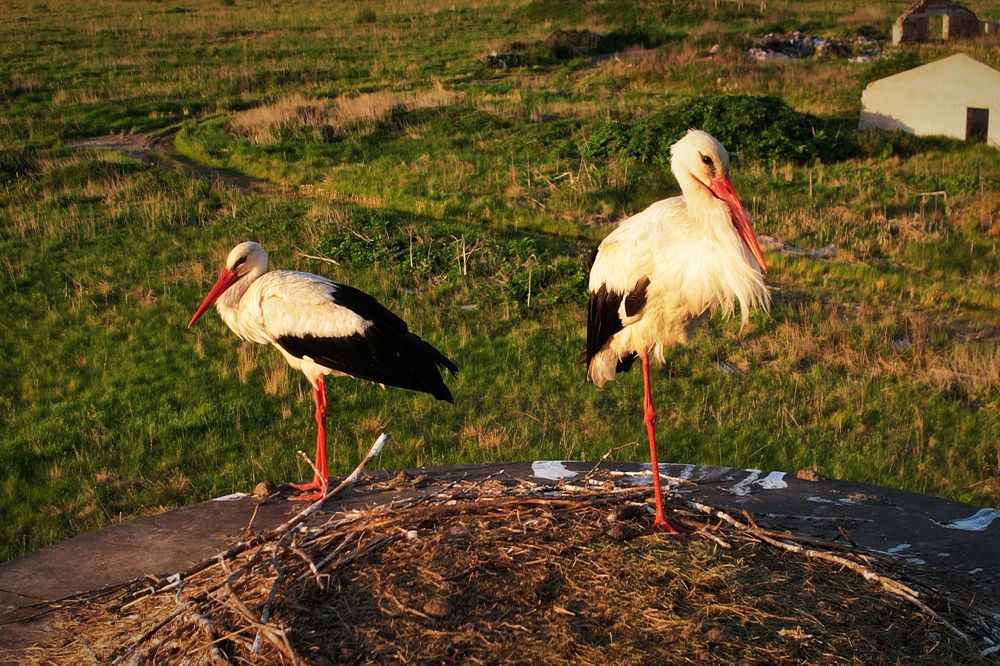 Семейная пара в гнезде.