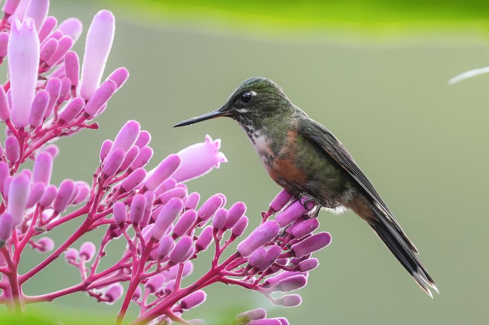 Фотография автора Jian Ma