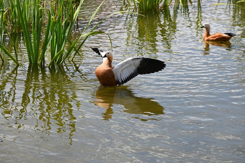 Photograph by Ольга Пумочка-13