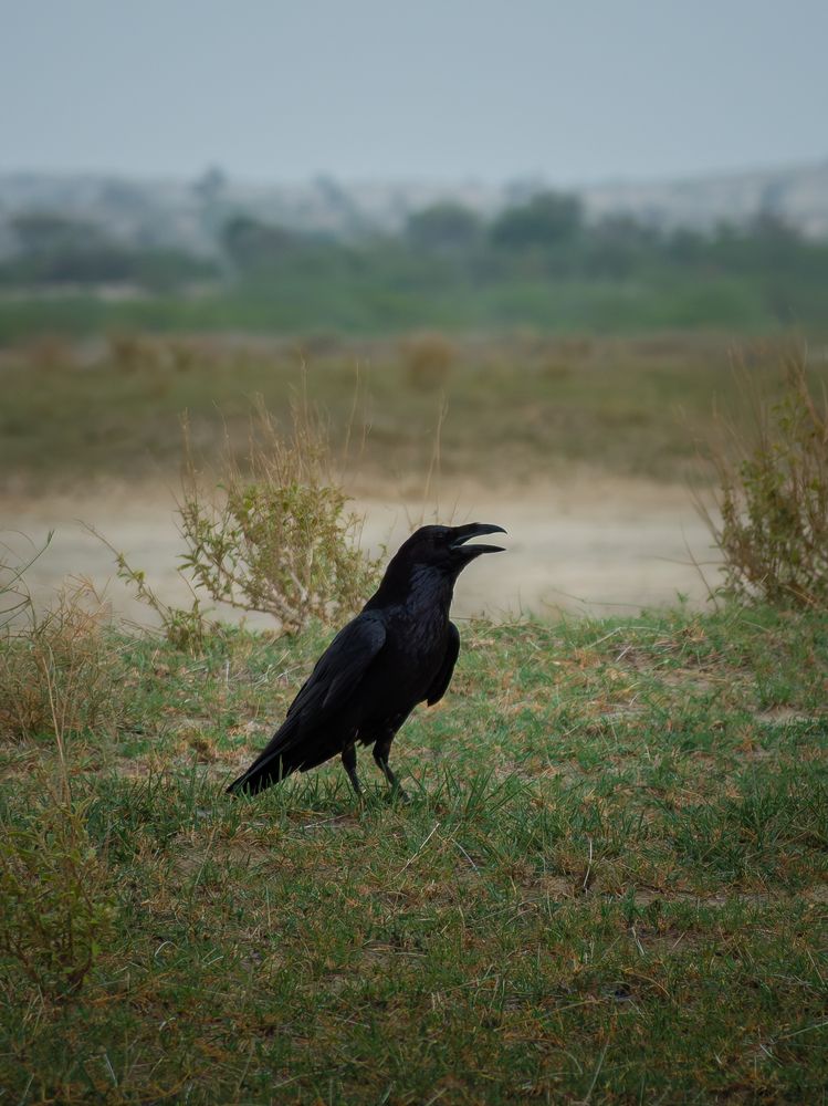 Photograph by Dileep Permar
