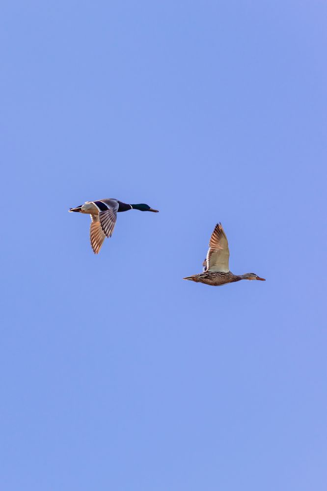 Пора по парам