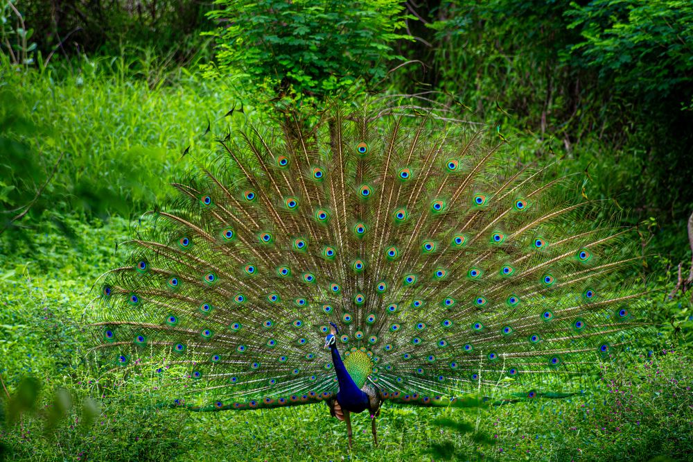 Photograph by Dileep Permar