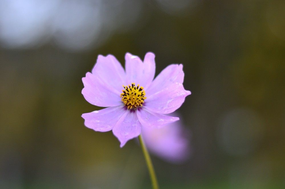 Photograph by Olga Mishenina