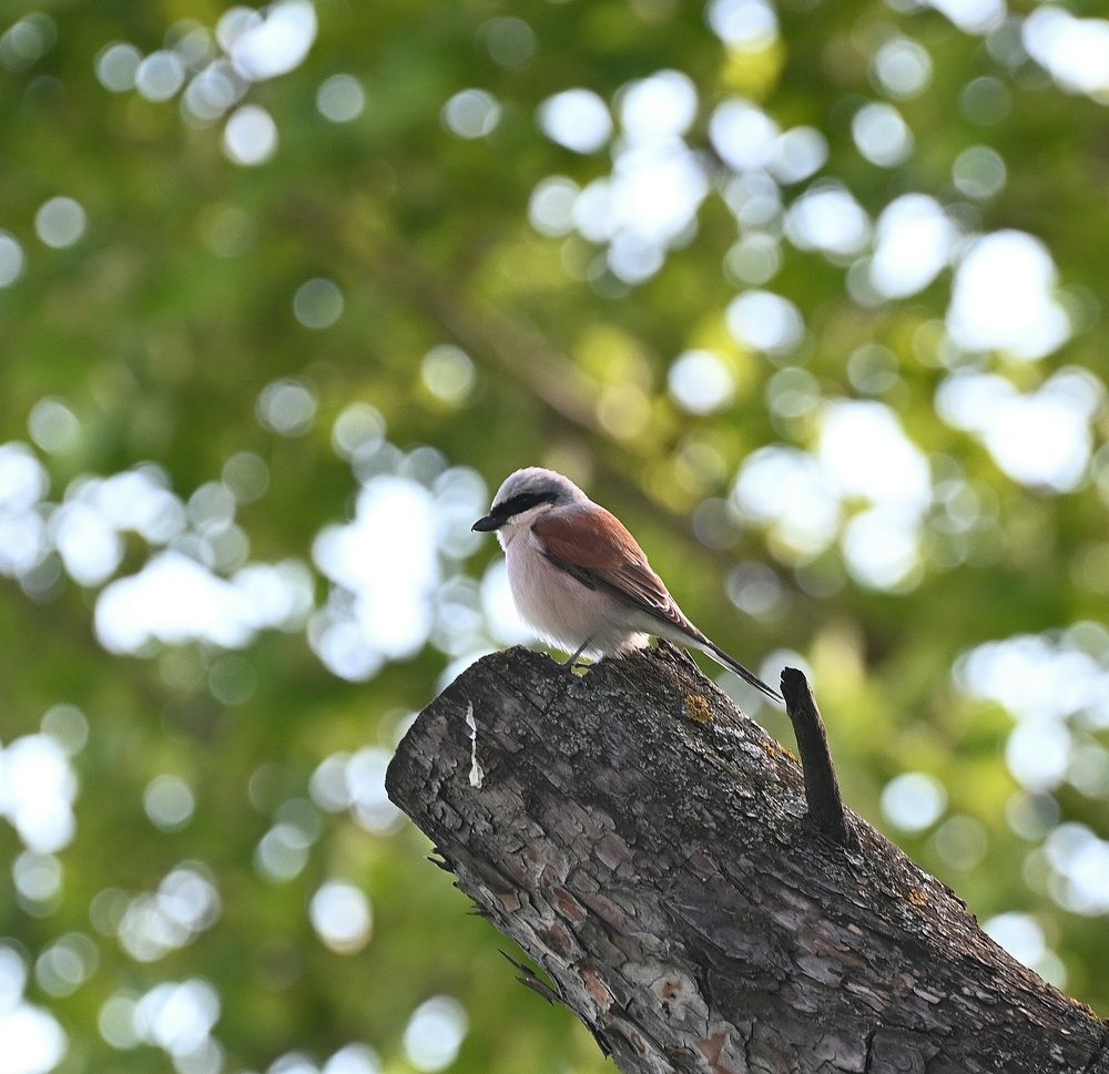 Photograph by Ольга Пумочка-13