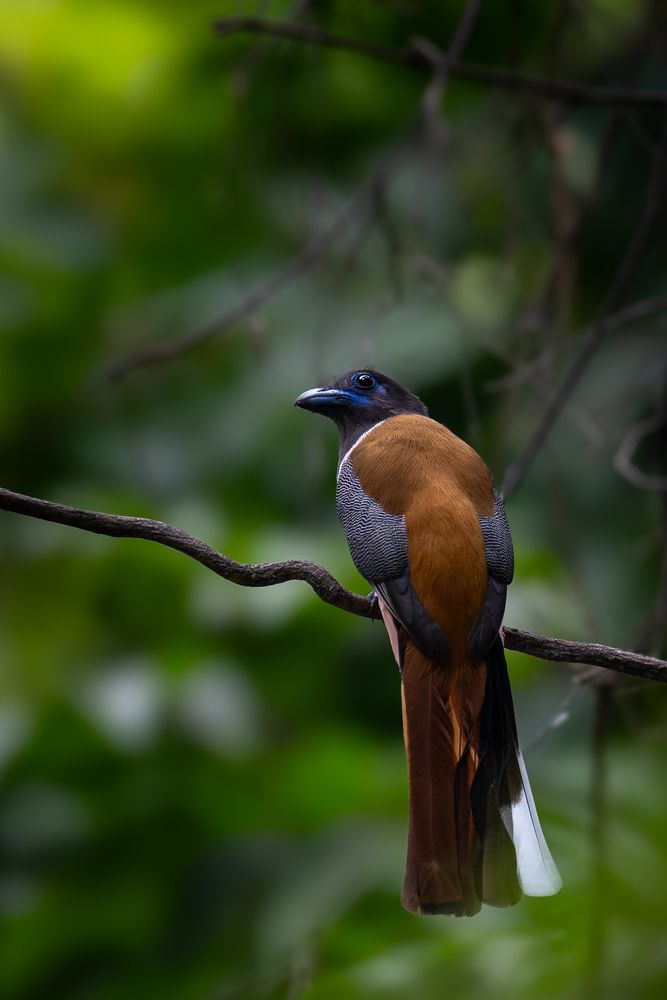 Photograph by Pranav Pula