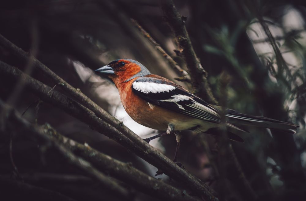 Photograph by Ольга Глущенко