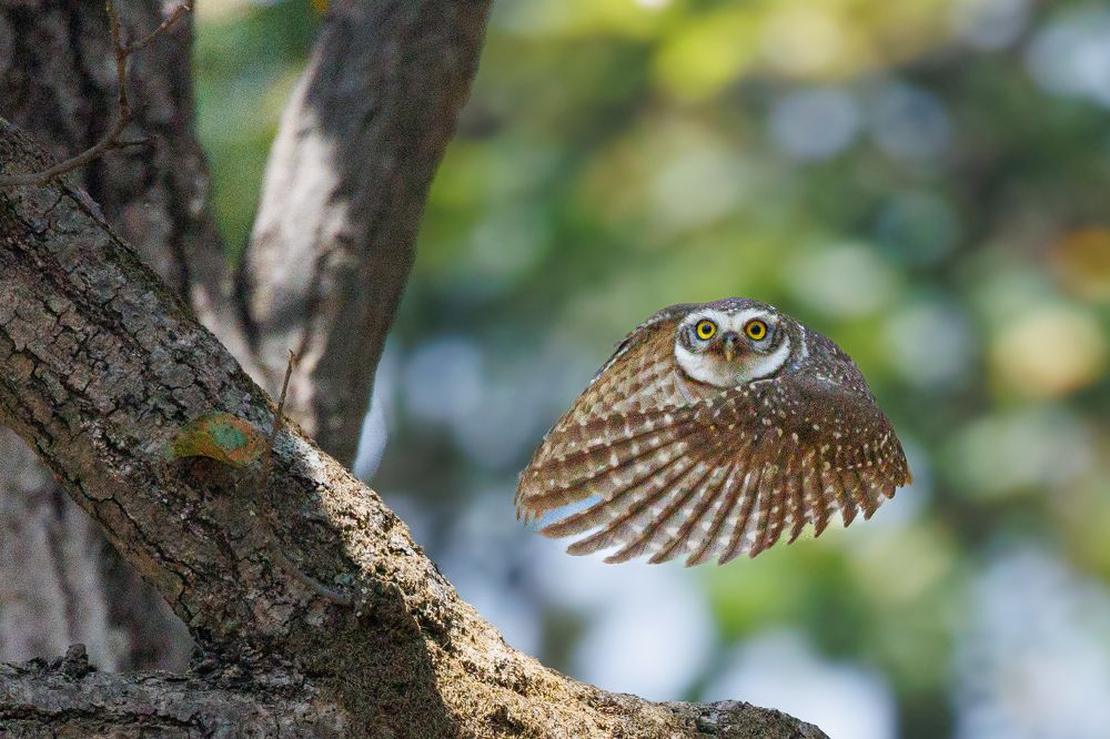 Photograph by Sunil Kumar paswan