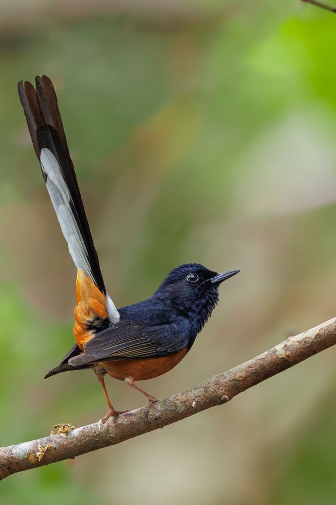 Photograph by Sunil Kumar paswan