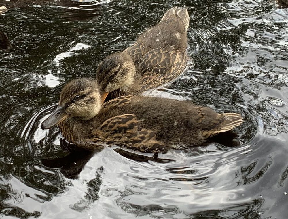 Photograph by Наталья Бирук