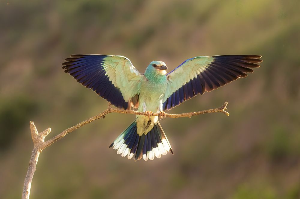 Photograph by Nikolay Stoyanov