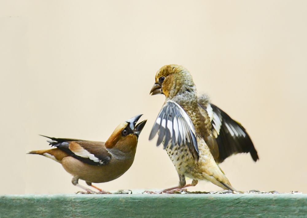 Photograph by Natalia Bolotenkova