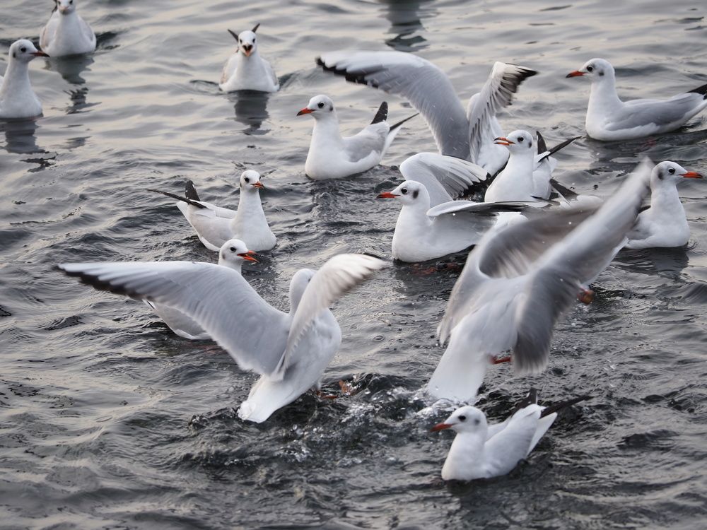 Photograph by Сергей Борисов