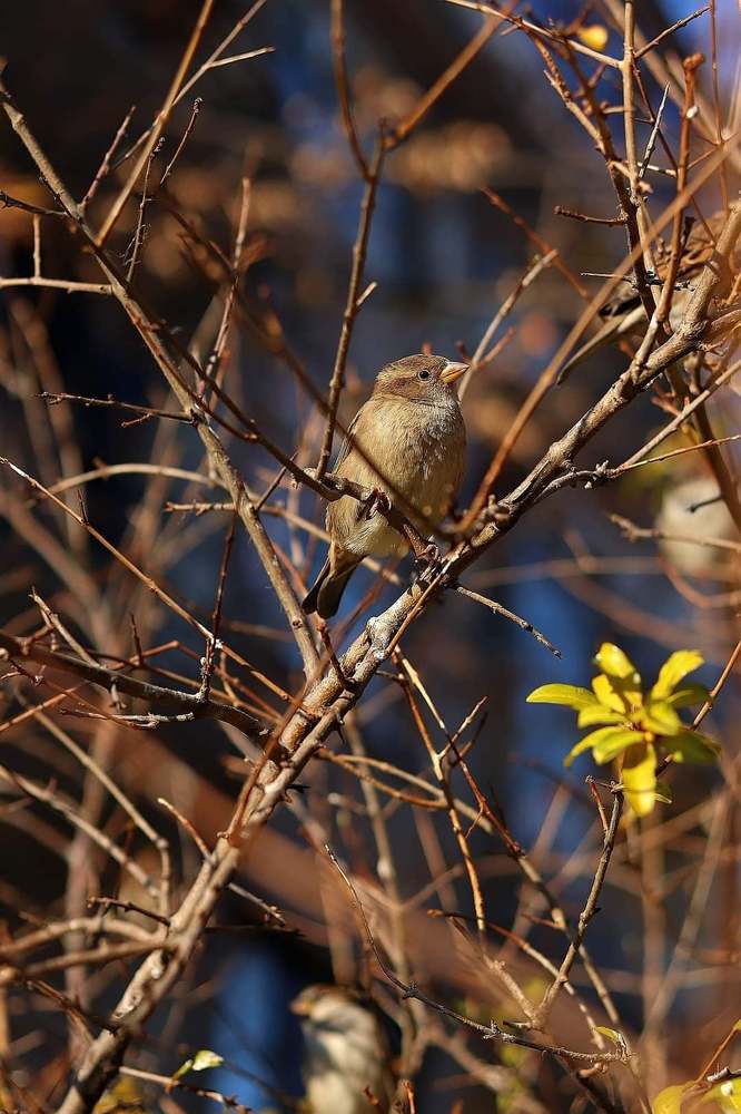 Photograph by Stefi Nichinkova