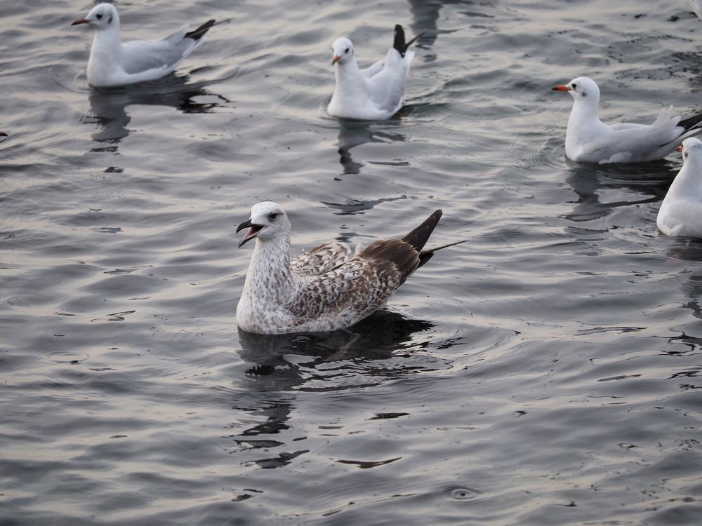 Photograph by Сергей Борисов