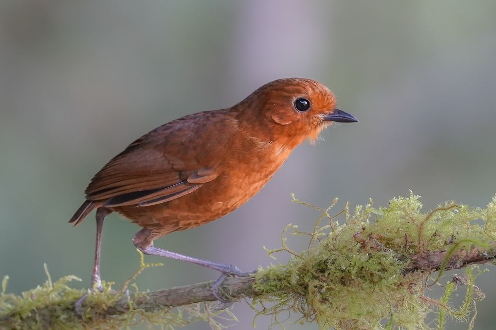 Фотография автора Jian Ma