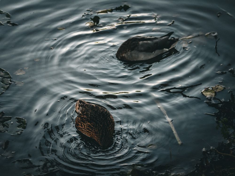 Фотография автора Anna Tikka