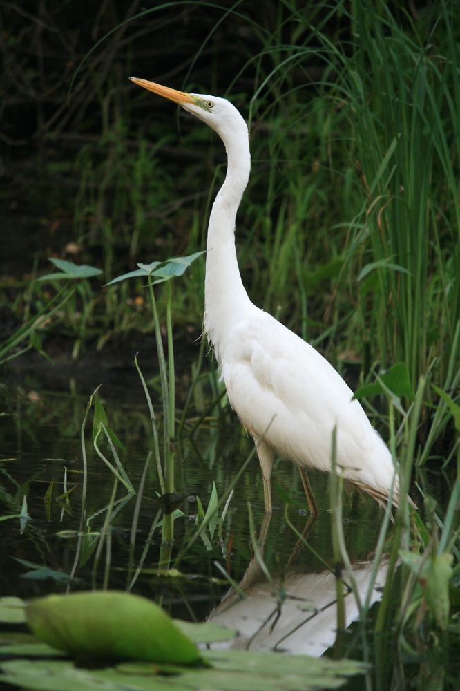Фотография автора Татьяна Шебаршенко